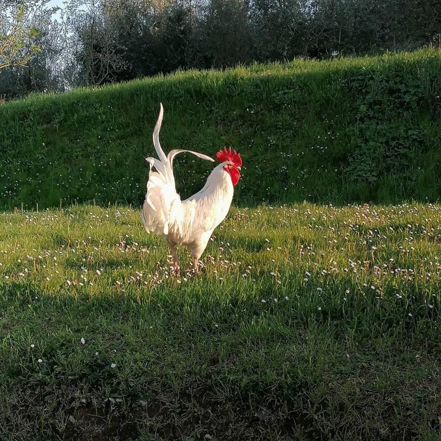 Agriturismo Campolungo Sant'Ermo Екстериор снимка